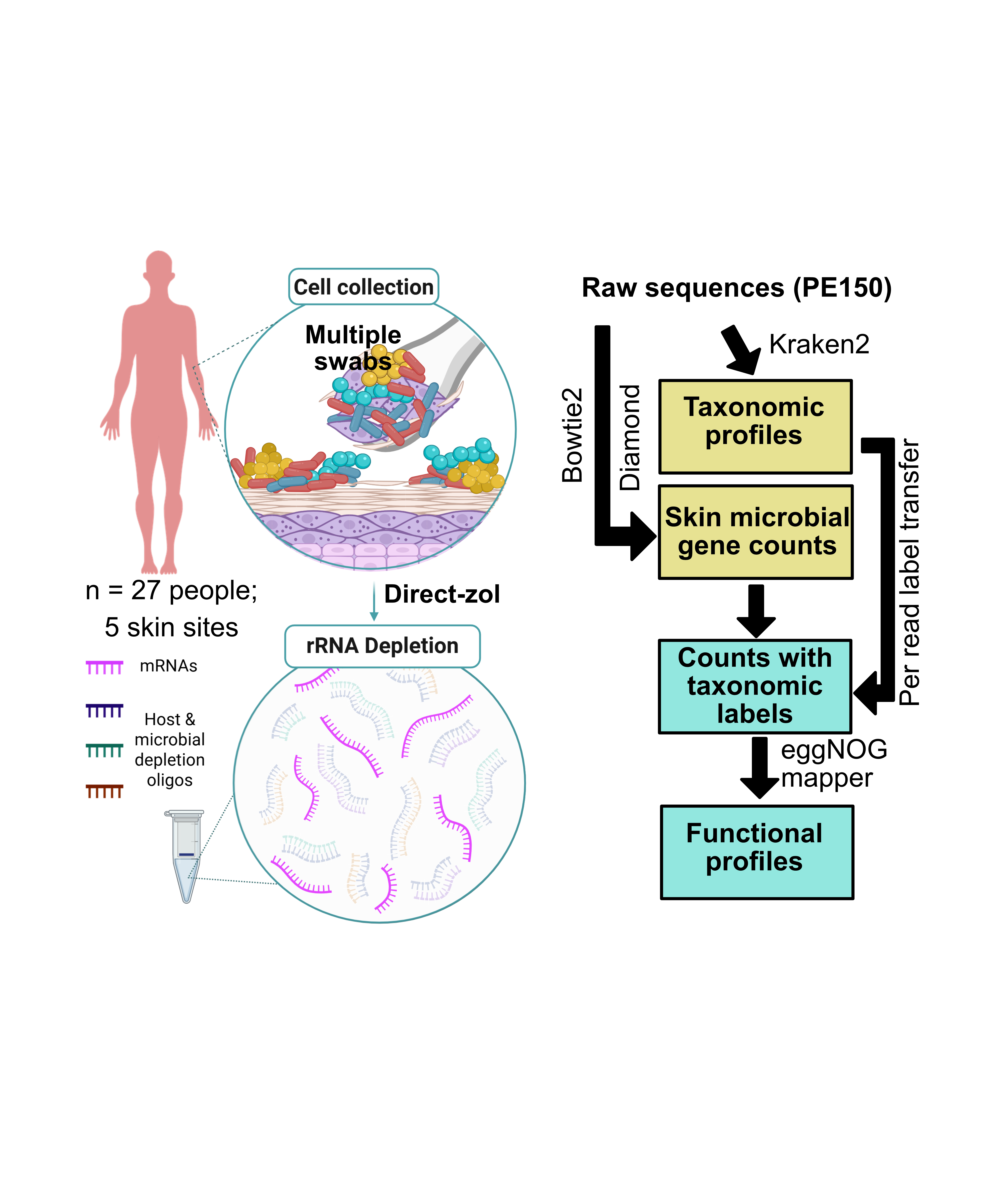 Skin metatranscriptomics