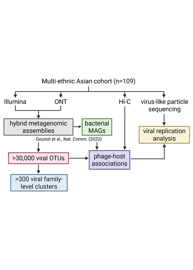 Globally prevalent gut phage families from long-read metagenomics